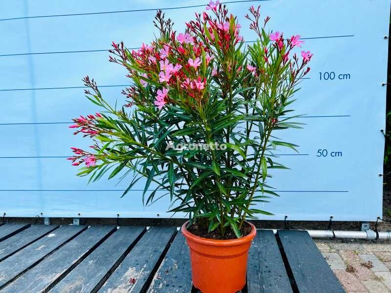 oleander roze 100cm prydbusk