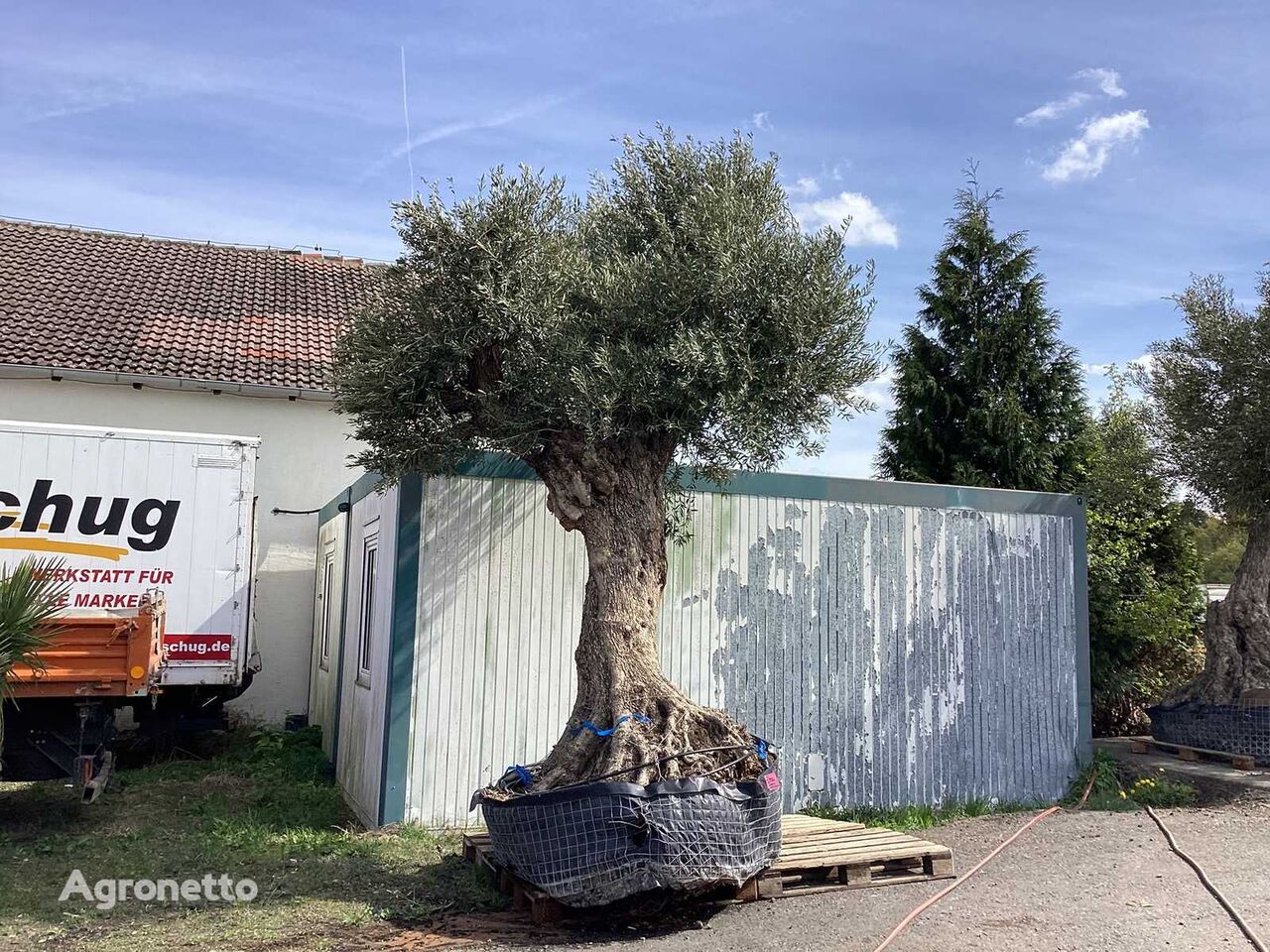 XL Olivenbaum (300 Jahre alt, Winterhart) ungt frugttræ