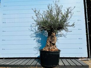 olijfboom. stamomvang 100 - 120 cm ungt frugttræ